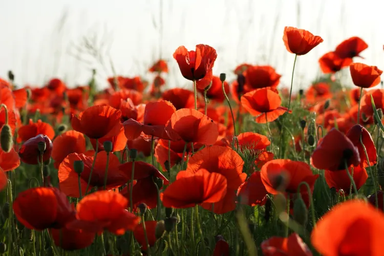 Poppies - Remembrance Day