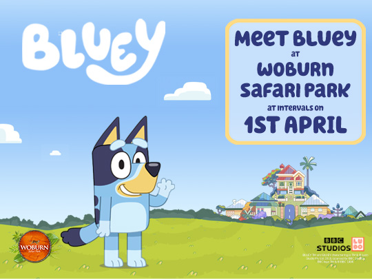 Meet Bluey at Woburn Safari Park