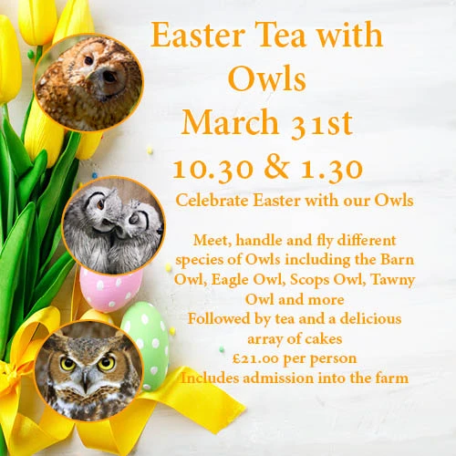 Easter Tea with Owls