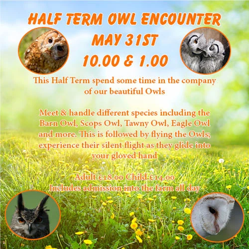 Half Term Owl Encounter