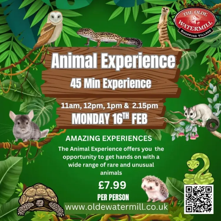 The Animal Experience