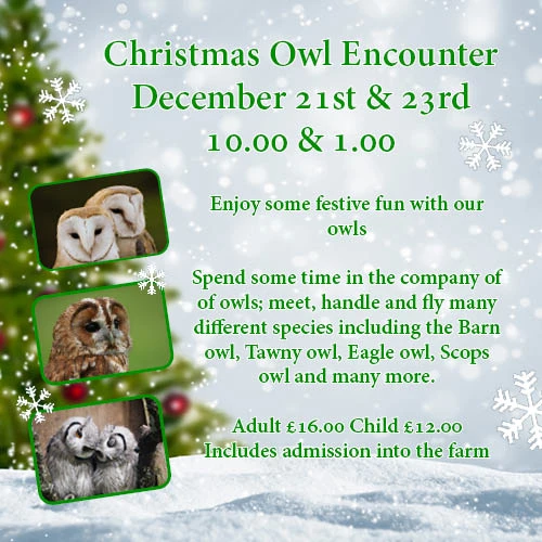 Christmas Owl Encounter at Herrings Green Activity Farm 