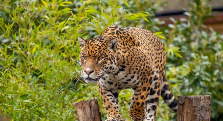 Jaguar Weekend at Hertfordshire Zoo