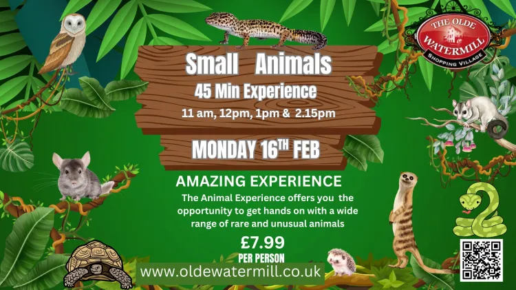 The Animal Experience