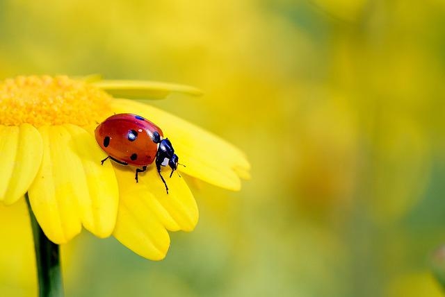 Minibeasts Bugs Insects