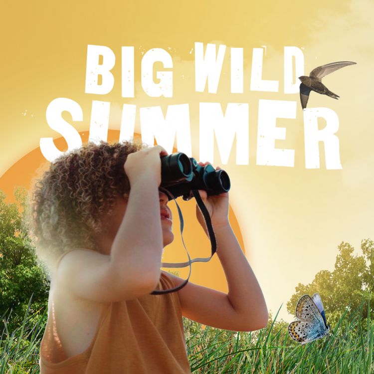 Summer Senses Activity Trail at RSPB Rye Meads