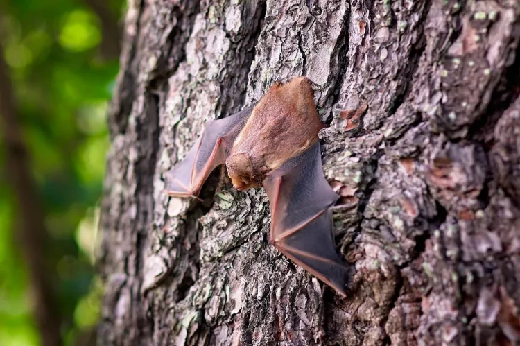 Bat (source: Pixabay)