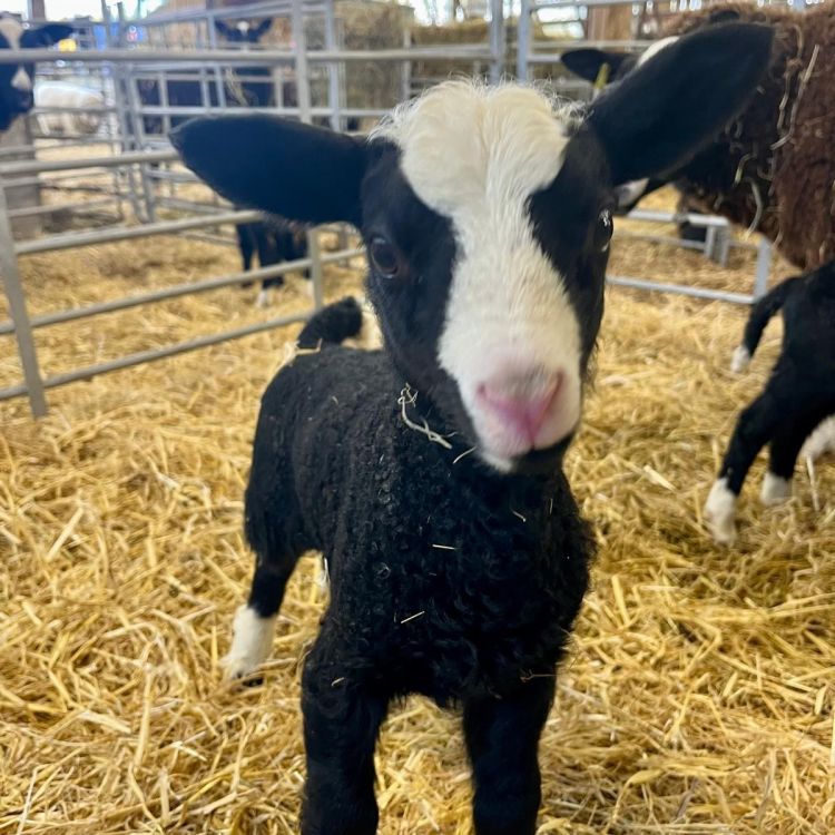 VIP Lambing Experience