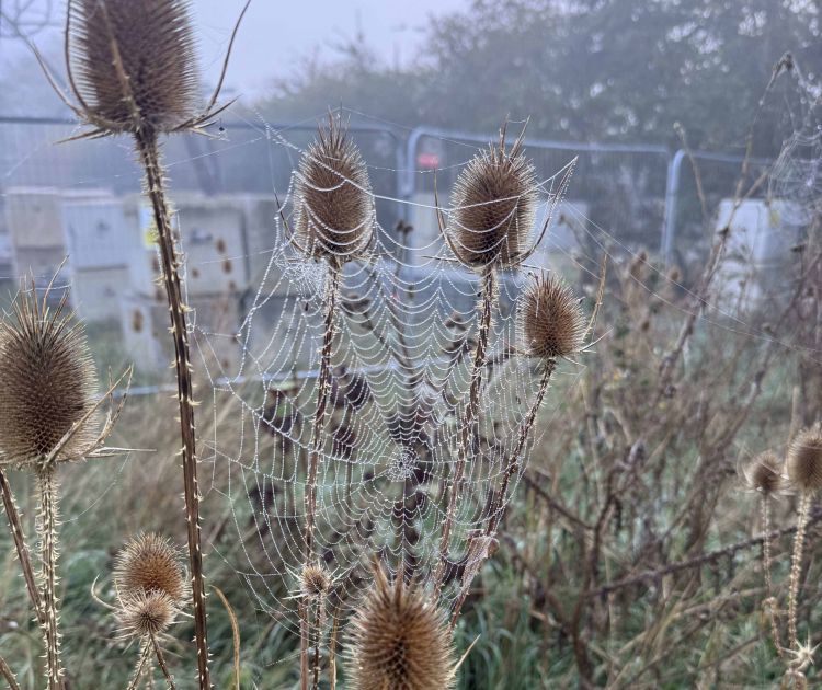 The Spectacular Spiders half term trail at RSPB Rye Meads