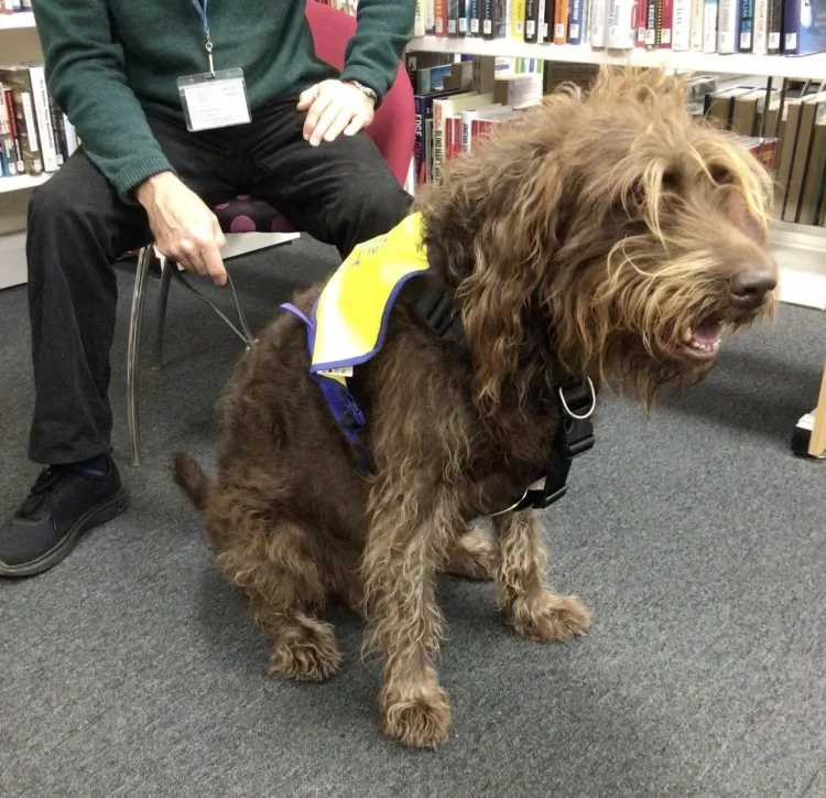 Pets as Therapy - Read 2 Dogs