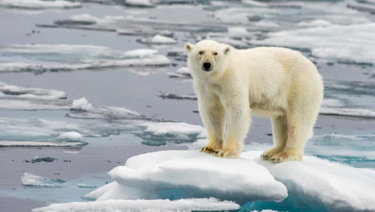 Polar Bear Trail