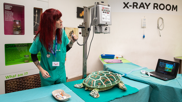 Vets in Action at Whipsnade Zoo