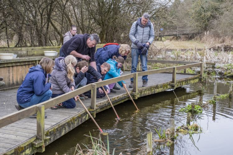 Self Led Pond Dipping at RSPB Rye Meads