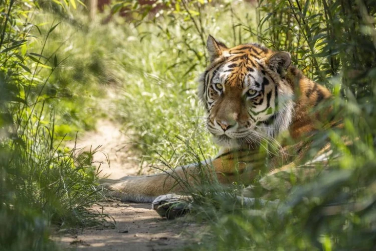 Tiger Weekend at Hertfordshire Zoo