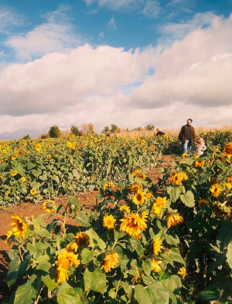 Sunflower Festival 2026