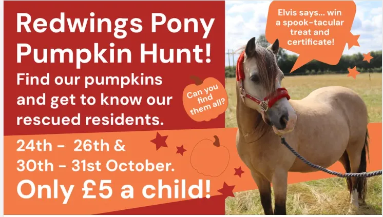 Pumpkin Hunt at Ada Cole