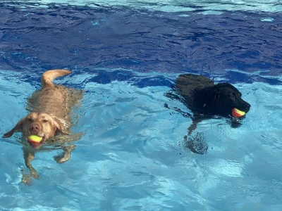 doggy splash