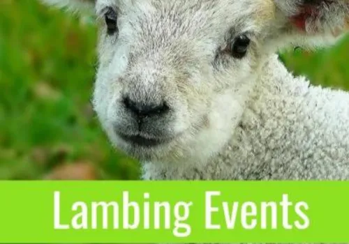 Mum's guide to Hitchin - Easter Lambing