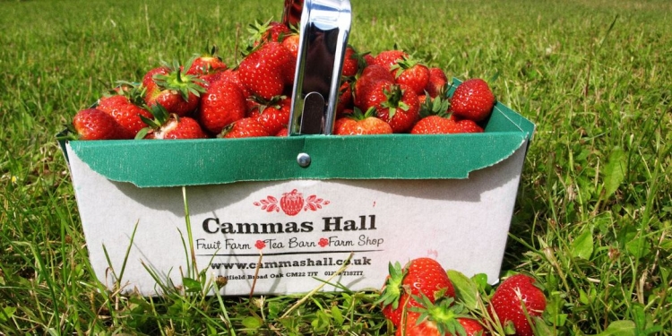 Strawberry picking at Cammas Hall