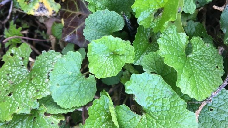 Seasonal Foraging Walk - Oughtonhead