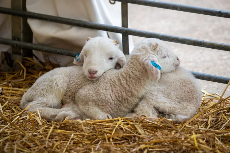 Lambing at home farm