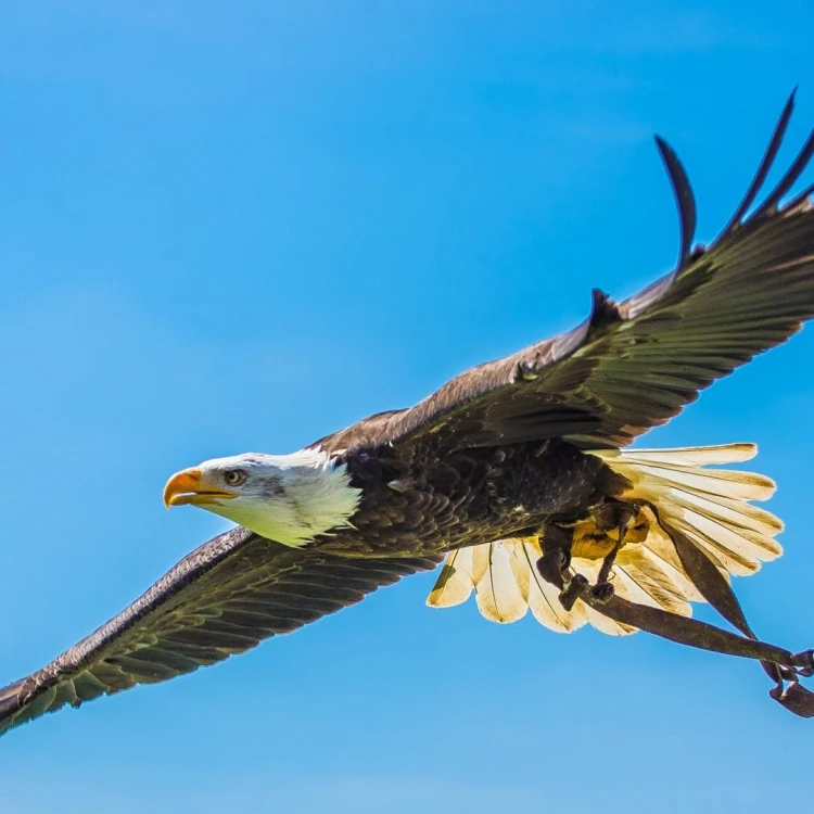 Father's Day Eagle Encounter 