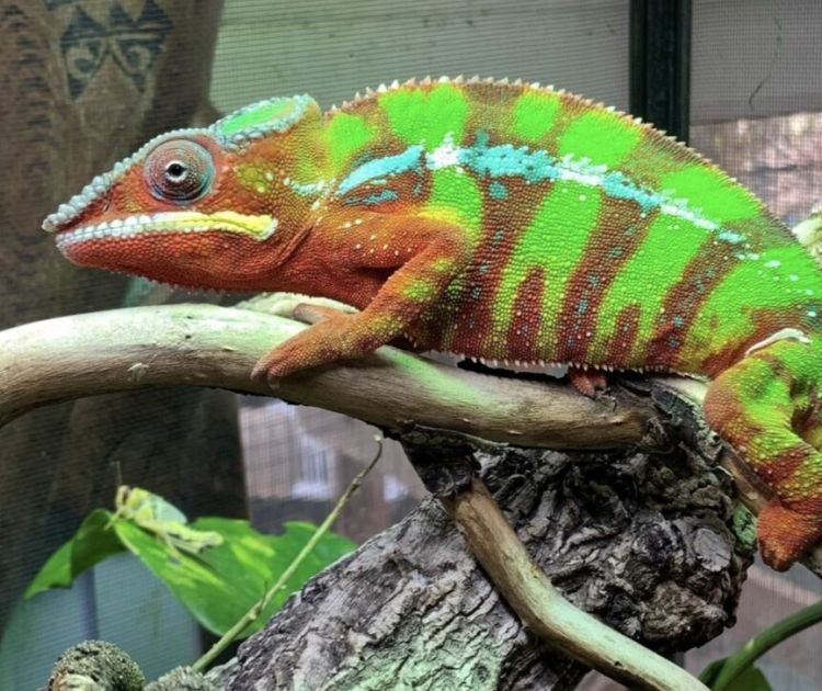 Amey Zoo Creature Connections