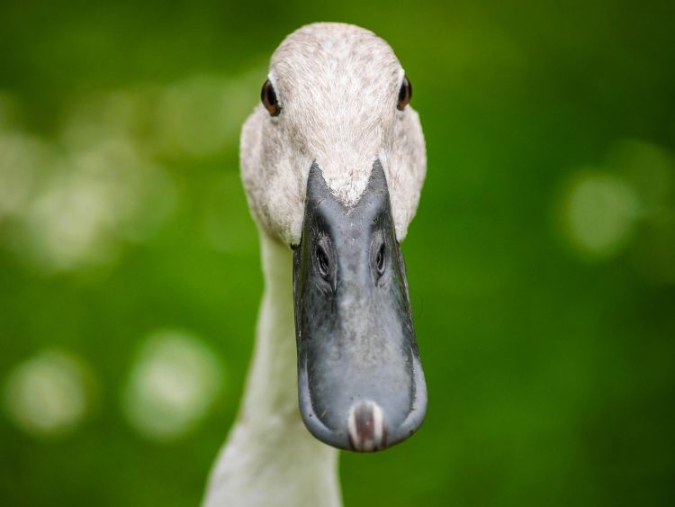 Dog and Duck Show