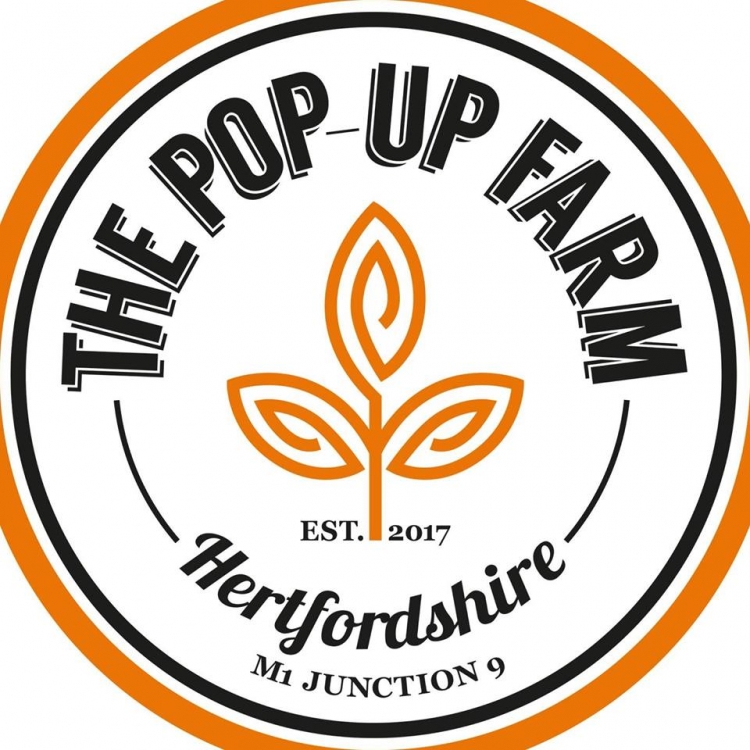 Sunflower Festival  @ The Pop up Farm