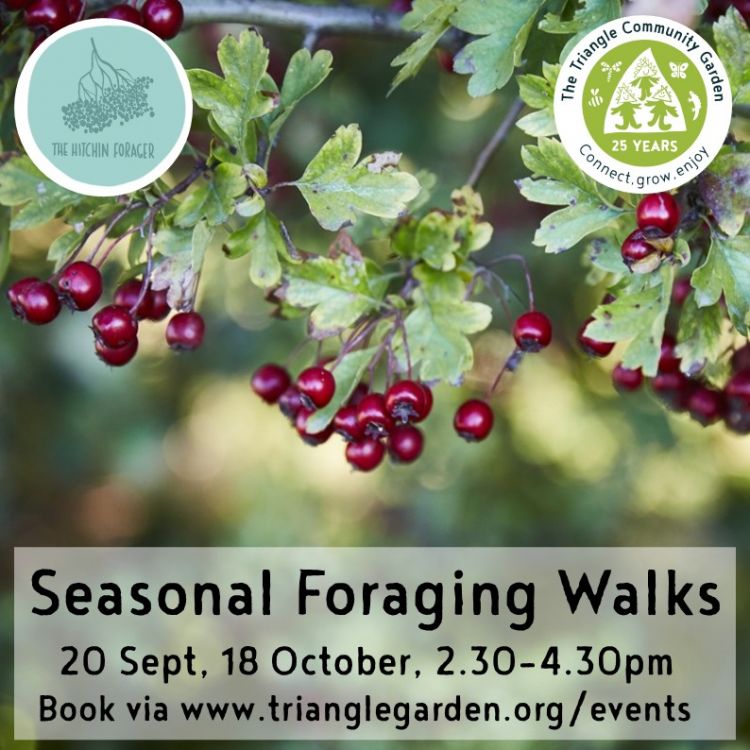 Seasonal Foraging Walk - Oughtonhead
