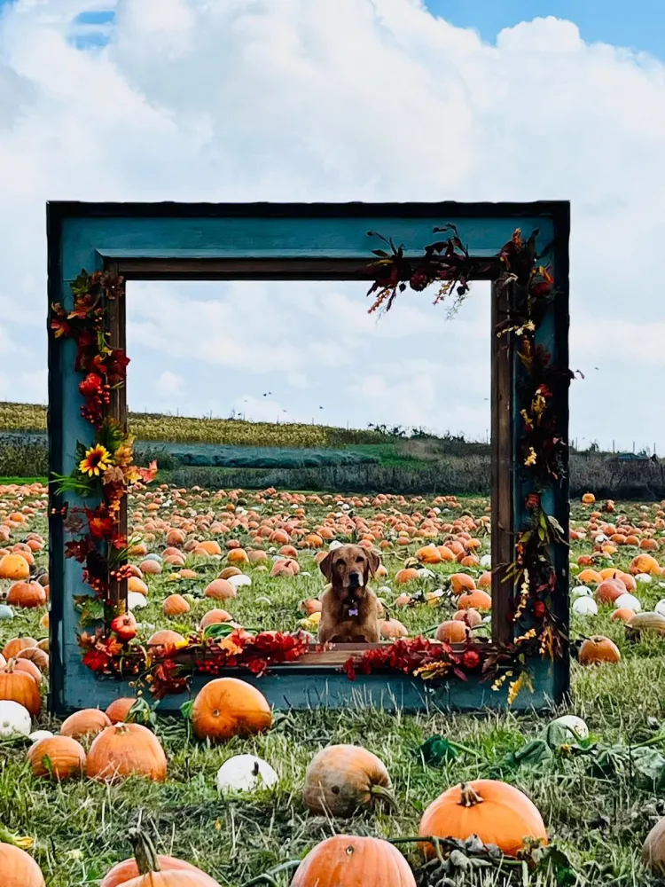 Pumpkin Patch at Hitchin Lavender