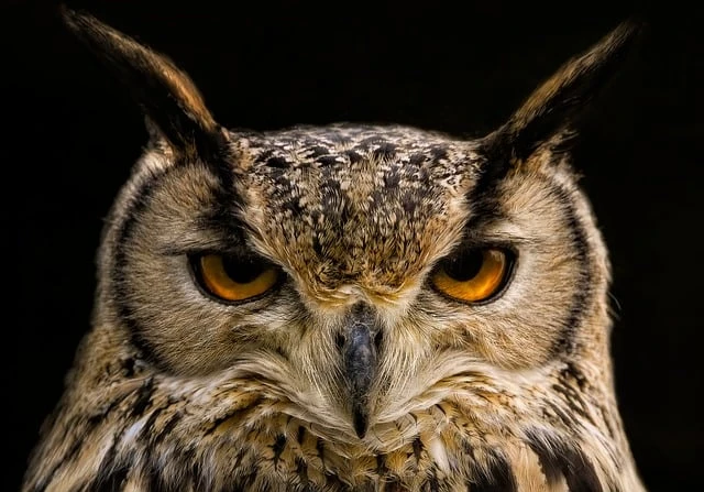 Autumn Owls