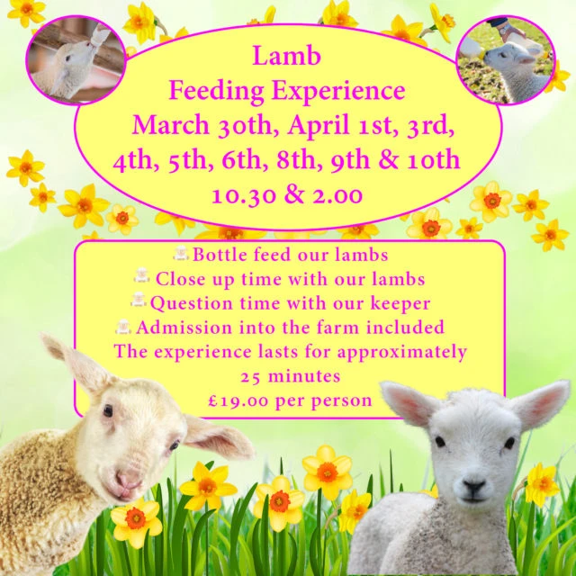 lamb feeding herrings green 2