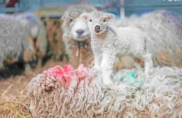 lambing at mead open farm