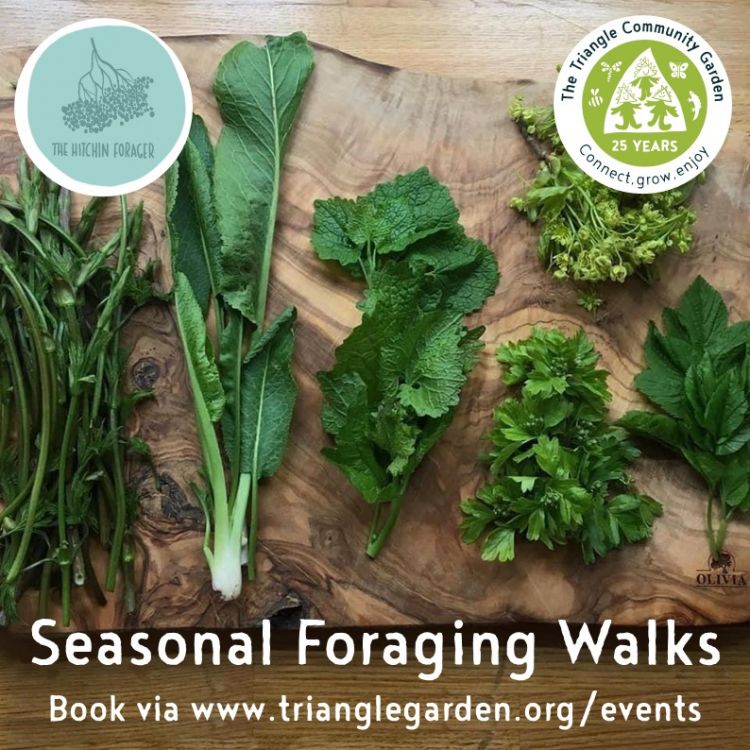 Seasonal Foraging Walk with the Hitchin Forager
