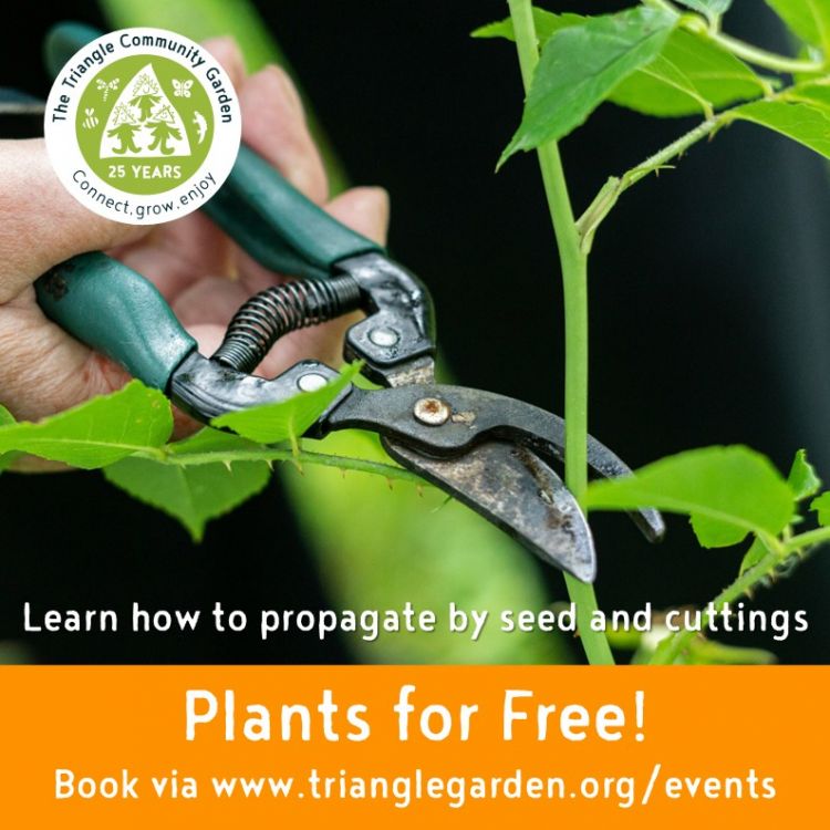 Plants for Free! Learn to propagate your own plants