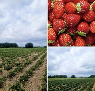 Secret Strawberry Picking 