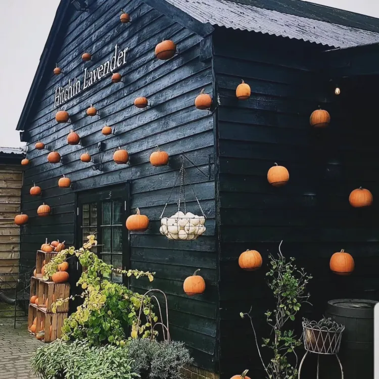 Hitchin lavender pumpkin patch 
