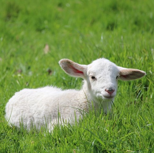 Lamb Bottle Feeding