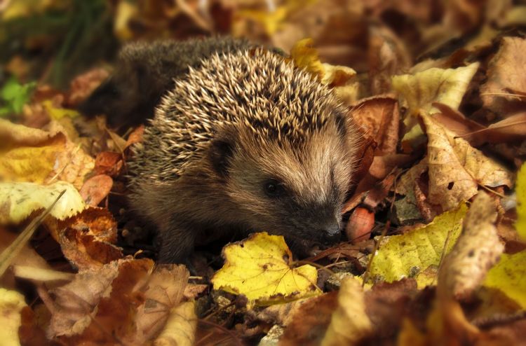Winter Wildlife Wonders - Who's Snoozing in the Fen?