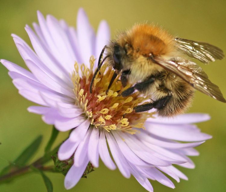 Great Fen Signs of Spring - A Guided Walk