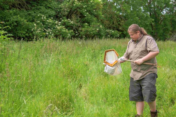Intro To Invertebrates with Brian Eversham - Ages 13