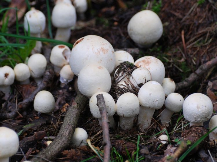 Fantastic Fungi Walk for 13