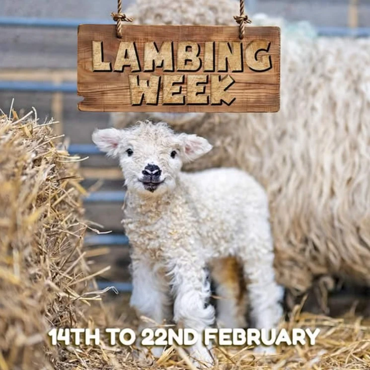 mead open farm lambing week feb 26