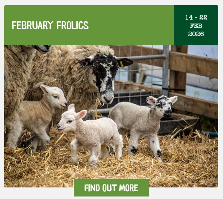 feb frolics willows 26