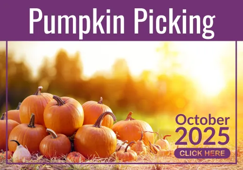 Mum's guide to Romford - Pumpkin Picking