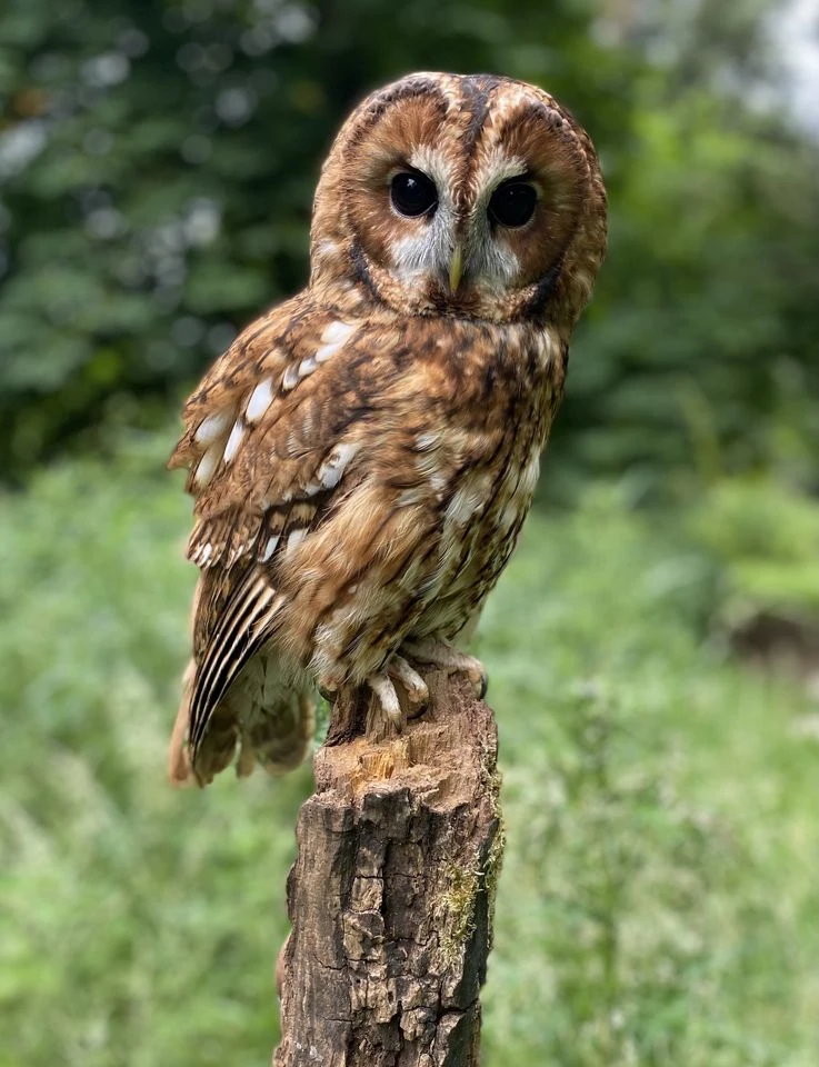 Meet The Owls at Thames Chase