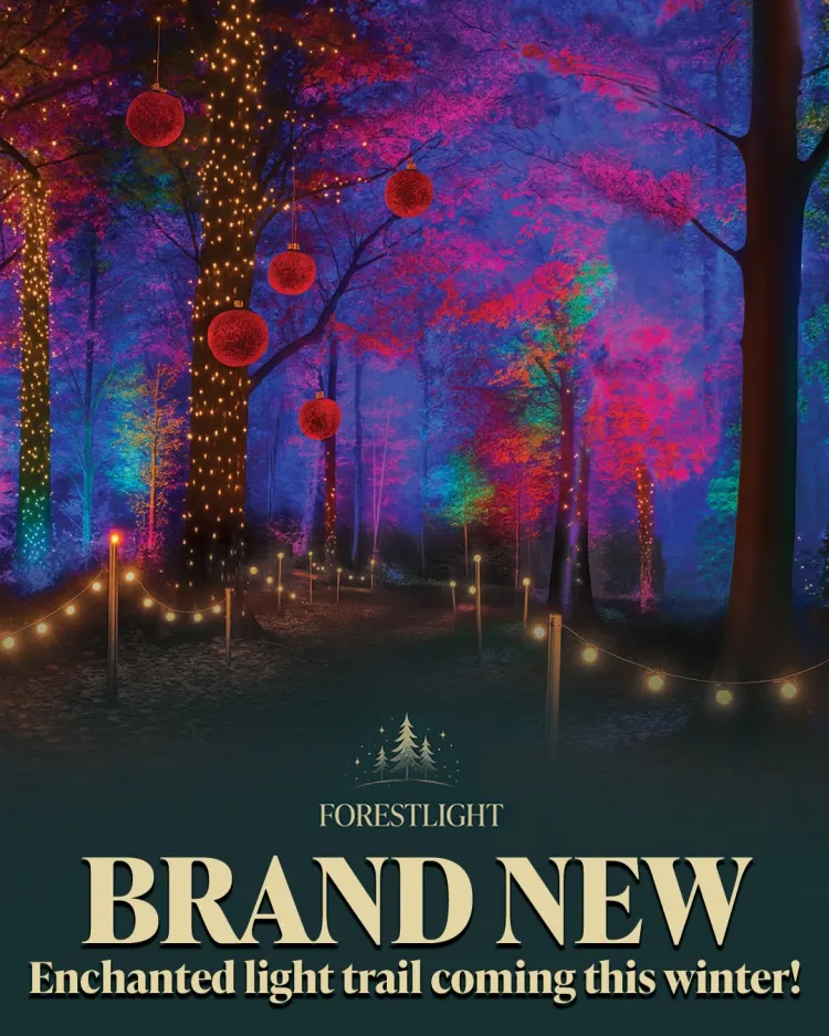 Forestlight at Audley End Miniature Railway