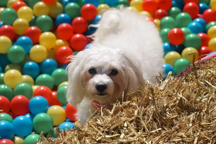 Doggy Fun Day