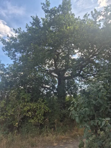 Owl in the tree
